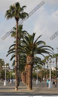 Photo Reference of Palm Tree 0002